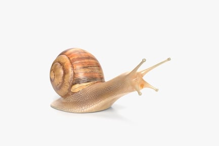 Preview: Detailed Garden Snail with Textured Shell