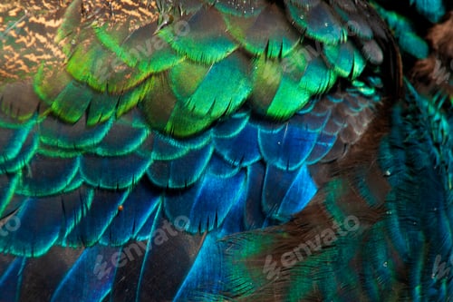 Preview: Beautiful peacock feathers (Green peafowl)