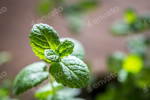 Preview: Sprig of mint