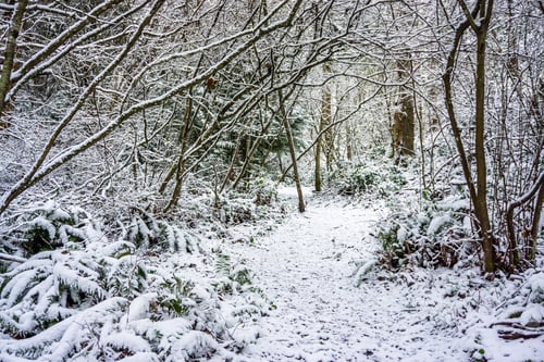 Preview: A View Of A Pacific Northwest Trail That Is Covered With Snow.