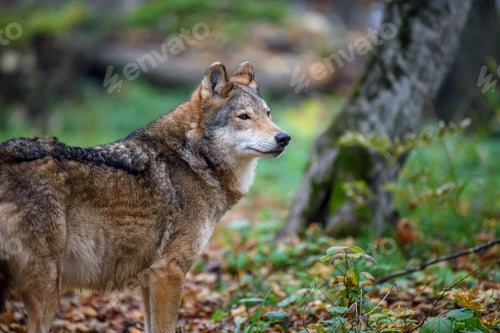 Preview: Close up wolf in autumn forest background