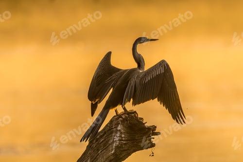 Visualização: Um darter africano contra o brilho do nascer do sol