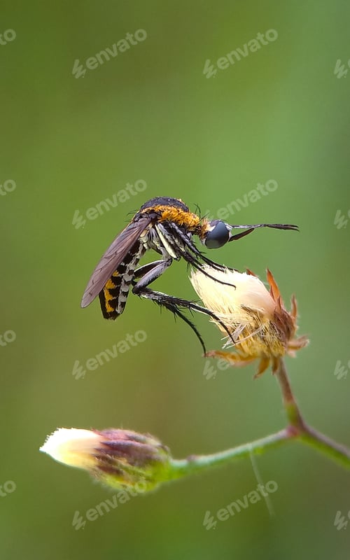 Preview: Toxophora, Nature background photo