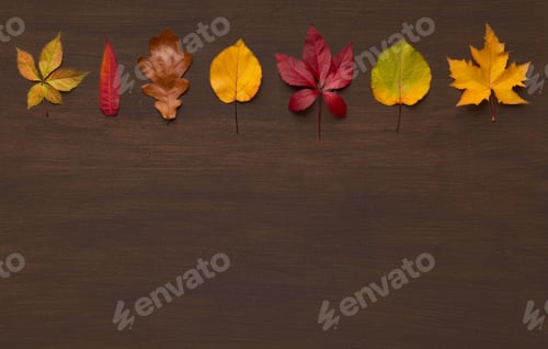 Preview: Autumn colorful line of dry leaves diversity