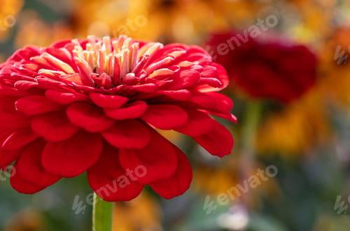 Preview: red zinnia cherry queen in the garden
