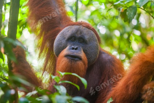 Preview: Portrait of male Sumatran orangutan Pongo abelii in Gunung Leuser National Park, Sumatra, Indonesia