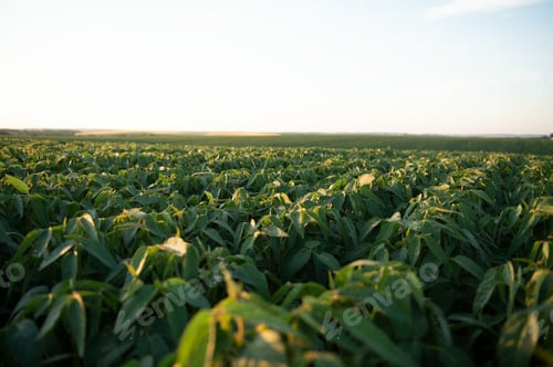 Preview: Soy field and soy plants in early morning light. Soy agriculture