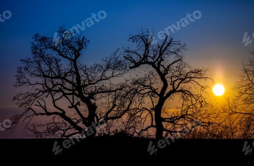 Preview: Trees at Sunset