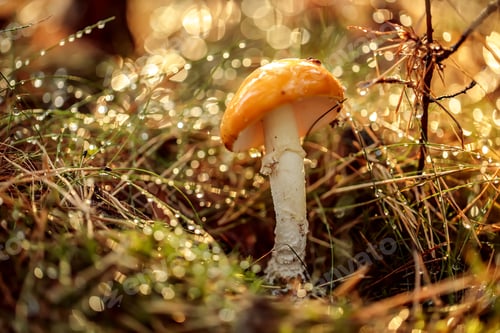 Preview: Amanita muscaria, Fly agaric Mushroom In a Sunny forest in the r
