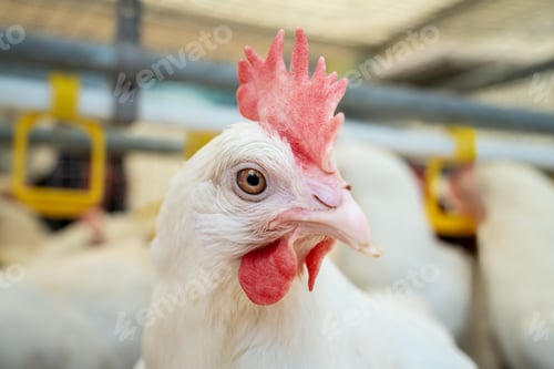 Preview: Closeup portrait of Dekalb White hen at poultry farm. Layer farm.