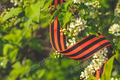 Preview: St. George’s ribbon on a spring blooming cherry tree on May 9 Victory Day. Patriotic war in Russia N