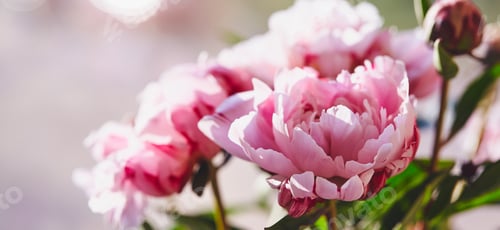 Preview: Beautiful flowers, peonies. Bouquet of pink peony background.