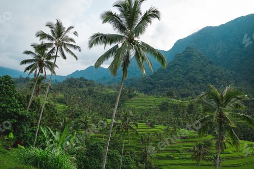 Preview: Beautiful view of rice terraces with a palm trees