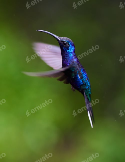Preview: Vertical view of a blue-chested hummingbird flying with the green background