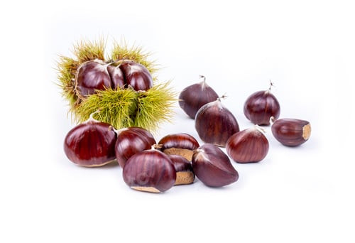 Preview: Ripe chestnuts close up. Raw Chestnuts for Christmas. Fresh sweet chestnut. Castanea sativa top wiew
