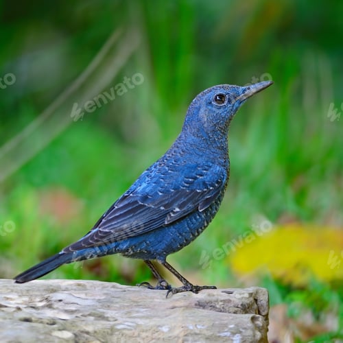Preview: Blue Rock-Thrush