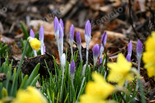 Preview: Purple crocus flowers blooming with dew or rain drops, crocuses first signs of spring background