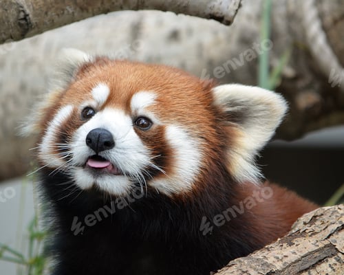 Preview: A Red Panda Sticking Out Its Tongue