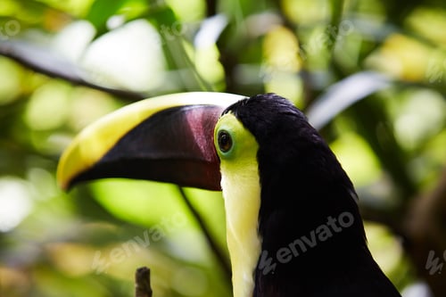 Preview: Beautiful toucan sitting on tree