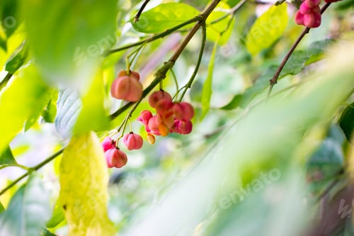 Preview: flowers of euonymus on a branch against foliage