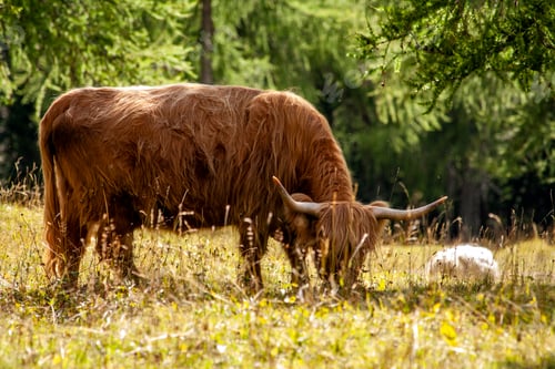 Preview: Highlander cow grazing in a mountain pasture