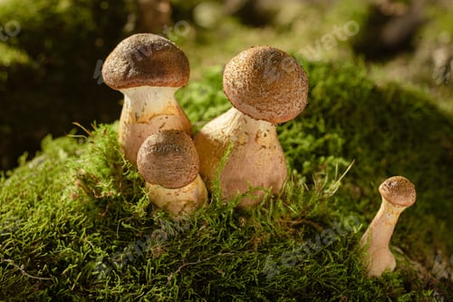 Preview: Cluster of Mushrooms on Moss, honey mushrooms