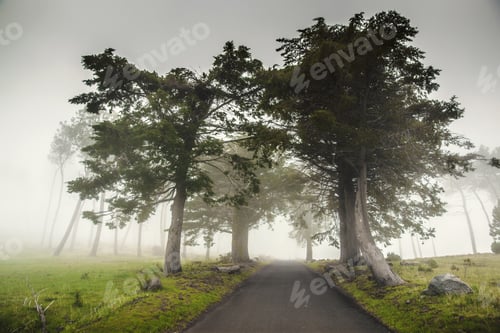 Preview: Road on a foggy morning