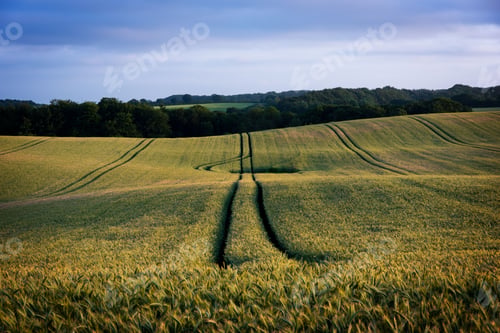 Preview: Landscape of a field with tire traces running in the middle - great for wallpaper