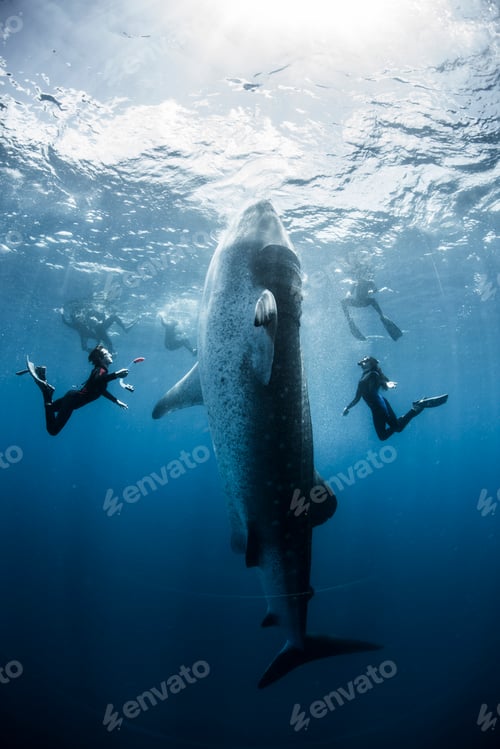 Preview: Divers marvel at a majestic whale shark in the deep blue sea.