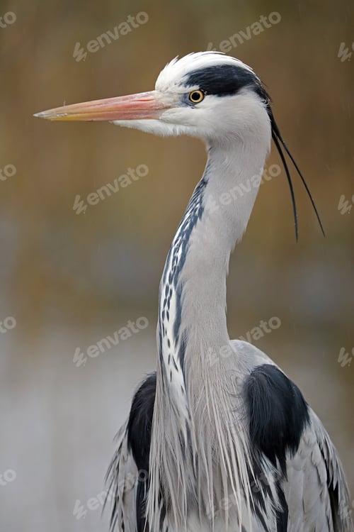 Preview: Grey Heron