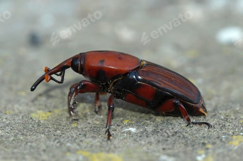 Preview: Closeup on an invasive large pest beetle, the red palm beetle or weevil, Rhynchophorus ferrugineus