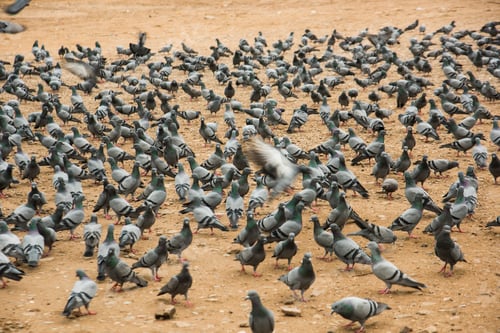Preview: lots of pigeons gathering for food