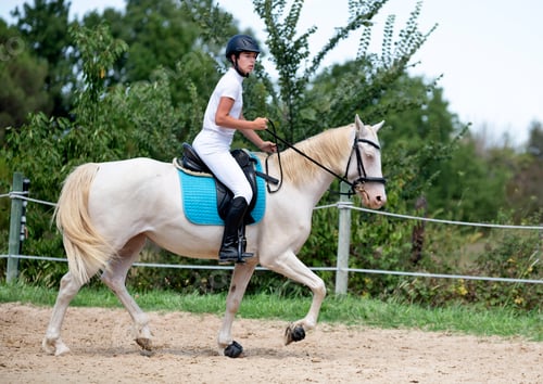 Preview: riding girl and horse