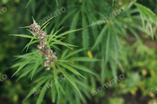 Preview: Cannabis Sativa female flowers on green background. Medical marijuana cultivation. Hemp