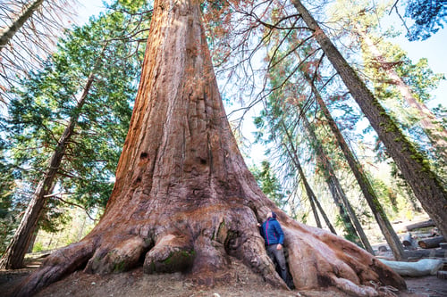 Preview: Sequoia