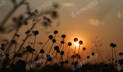 Preview: Wilted flower with and the sunset