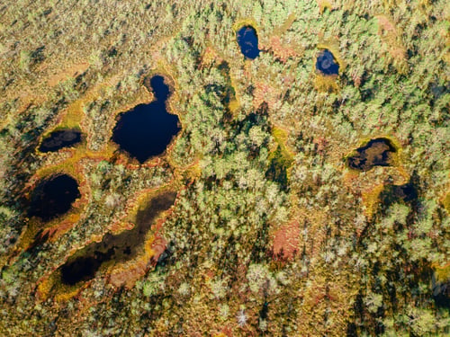 Preview: Swamps and forest in Estonian nature reserve