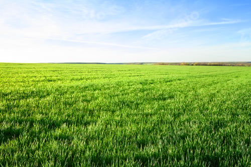 Preview: Field with green grass