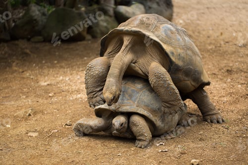Preview: Huge Seychelles tortoises mating at the zoo