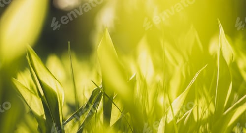 Preview: The waking of nature in spring, spring in nature. Blurred background of young green grass