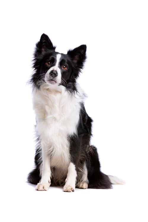 Preview: dog