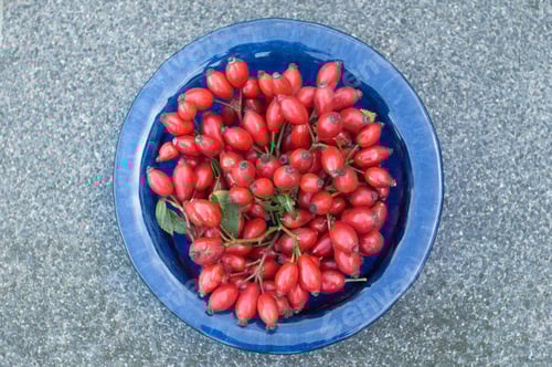 Preview: blue plate with red rosehip harvest, autumn berry picking