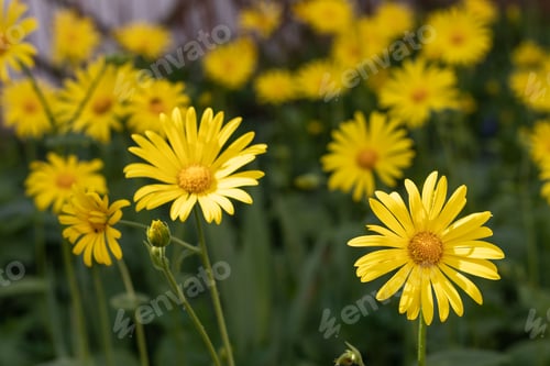 Preview: Lots of yellow flowers Doronicum among the green grass