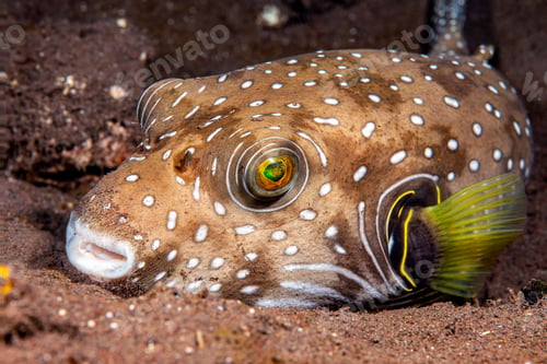 Preview: Pufferfish in Indonesia