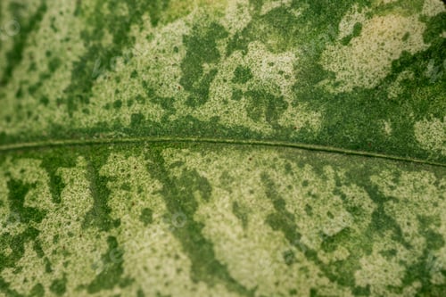 Preview: Macro detail of variegated citrus leaf texture – concept: abstract background and botanical design
