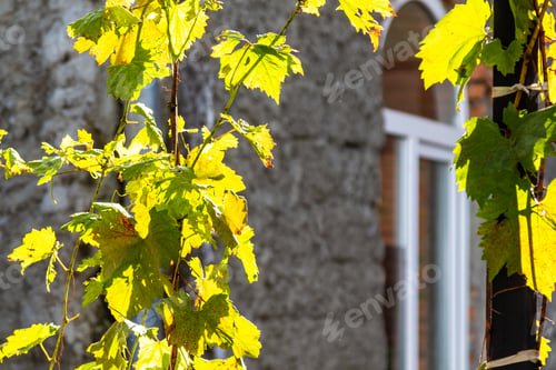 Preview: sunlit grape leaves and wall of urban house