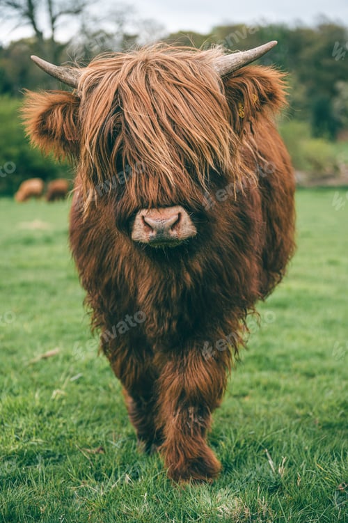 Preview: Brown Scottish Highland cow in the field in spring