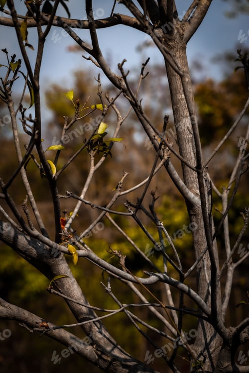 Preview: Bare Branches Reach Up to a Cloudy Sky
