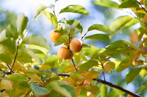 Preview: Orange persimmon hanging on green branches in sunlight