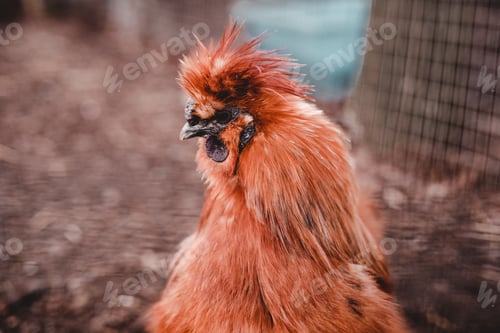 Preview: Brown chicken in farm